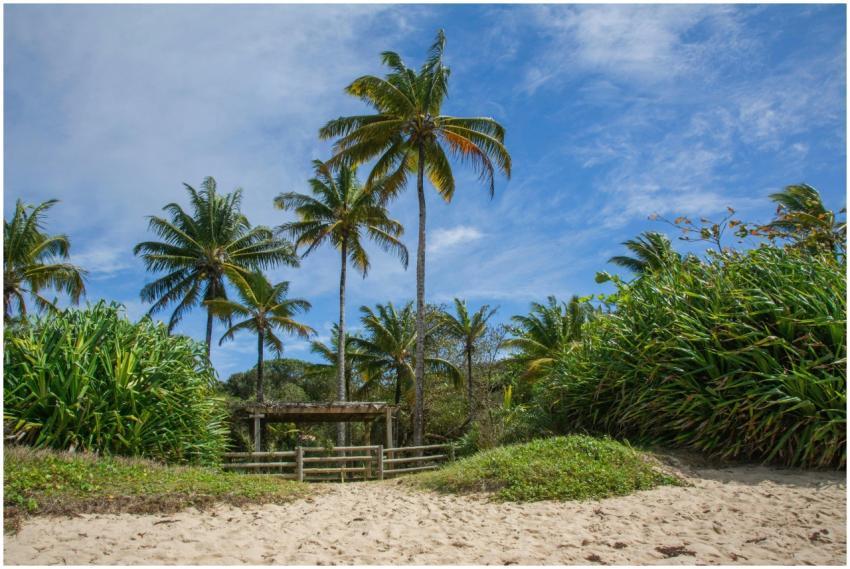 Scenic view of palm-lined sandy pathway at a tropi