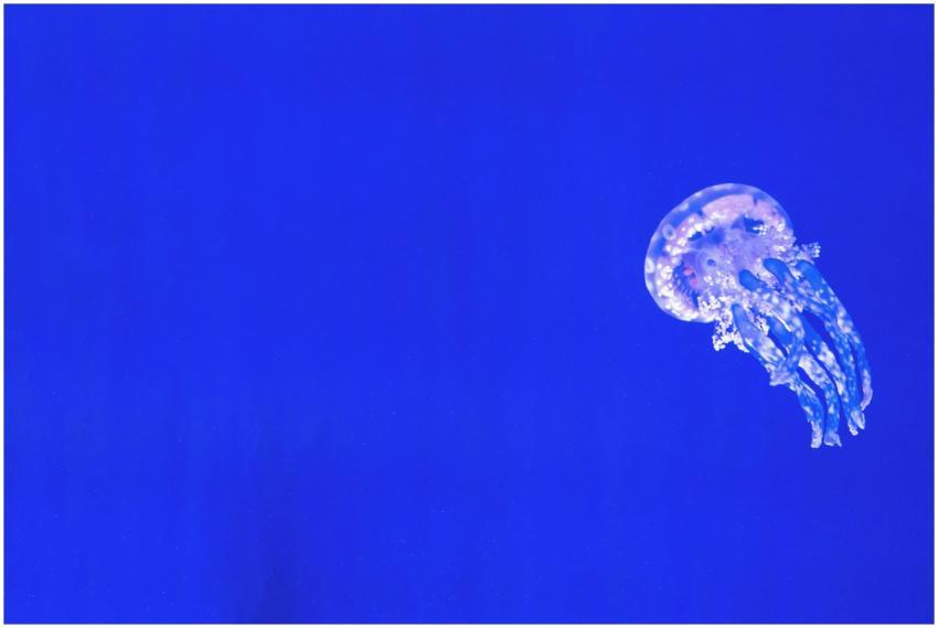 A mesmerizing jellyfish captivates against a vibra