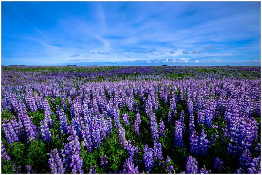 A breathtaking view of a vibrant lupine field bloo