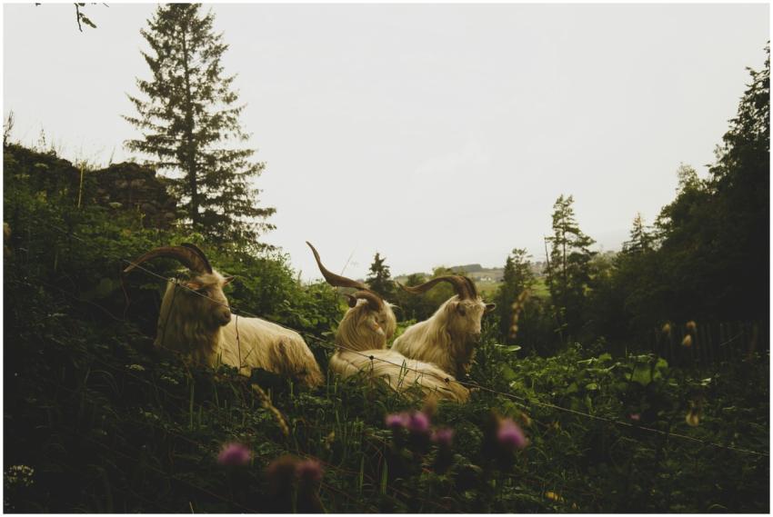 Three majestic goats resting among lush greenery i