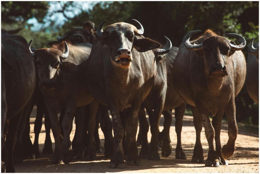 A herd of Cape buffalos with prominent horns in a