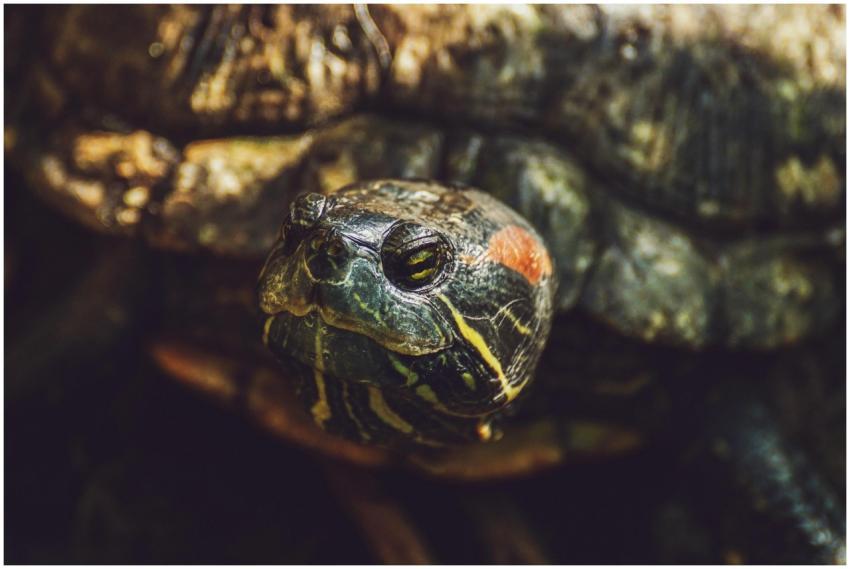 Detailed close-up of a red-eared slider turtle sho