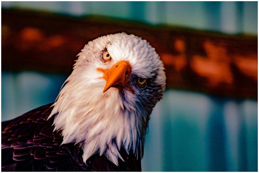 Close-up portrait of a bald eagle with intense eye