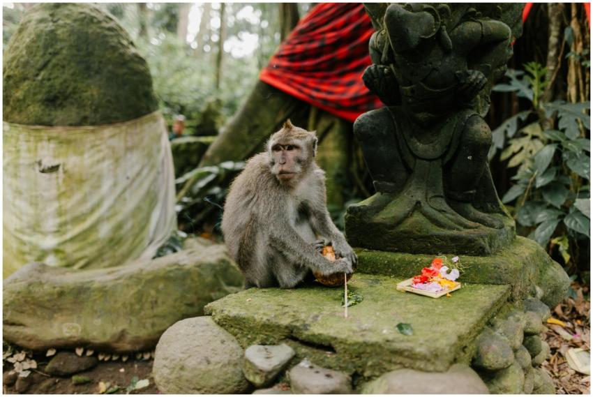 A monkey at a Balinese temple sits near offerings