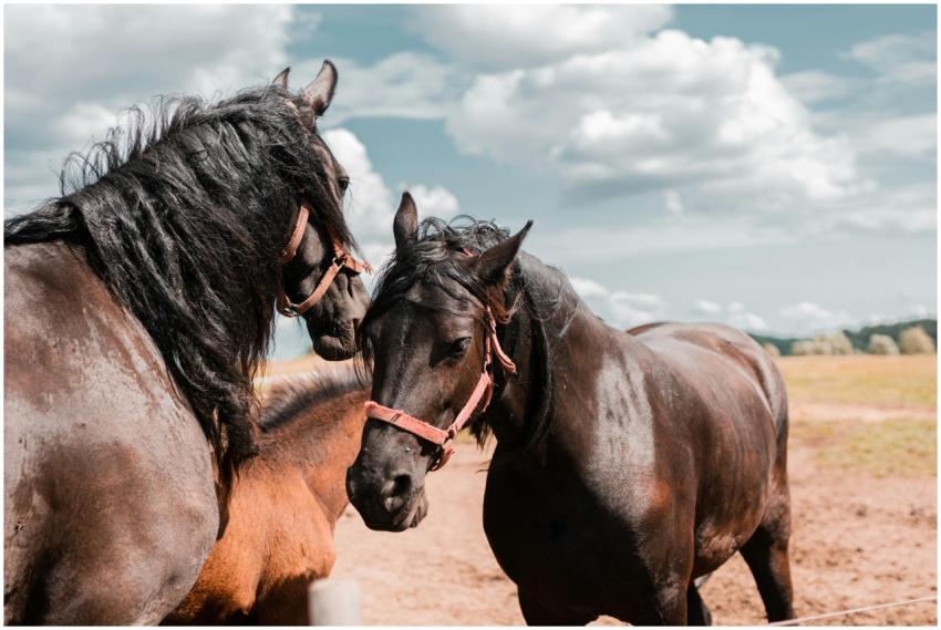 A pair of beautiful horses with flowing manes outd