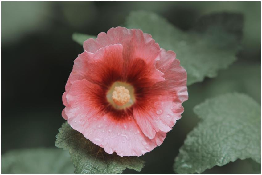Beautiful pink hollyhock flower with dewdrops, sho