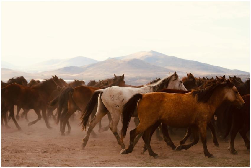Wild horses galloping across a dusty plain with mo