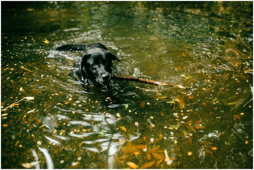 A black Labrador Retriever joyfully swimming while