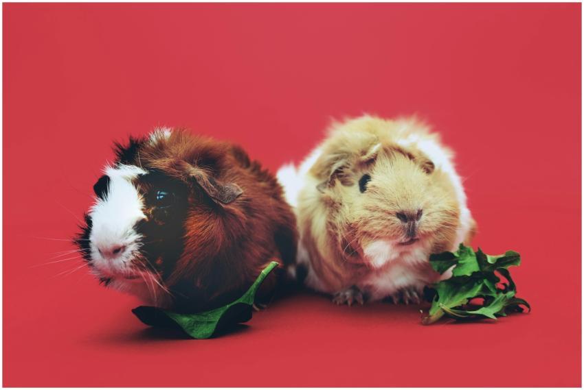 A cute pair of guinea pigs enjoying leaves against