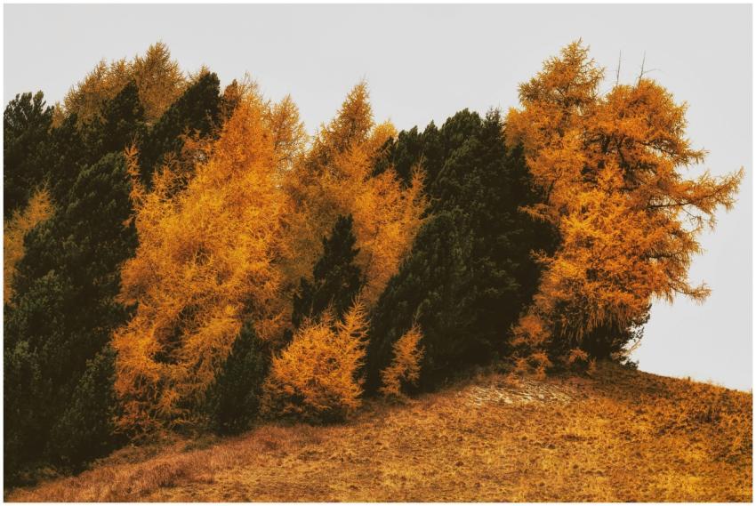 A scenic view of golden autumn trees on a hillside