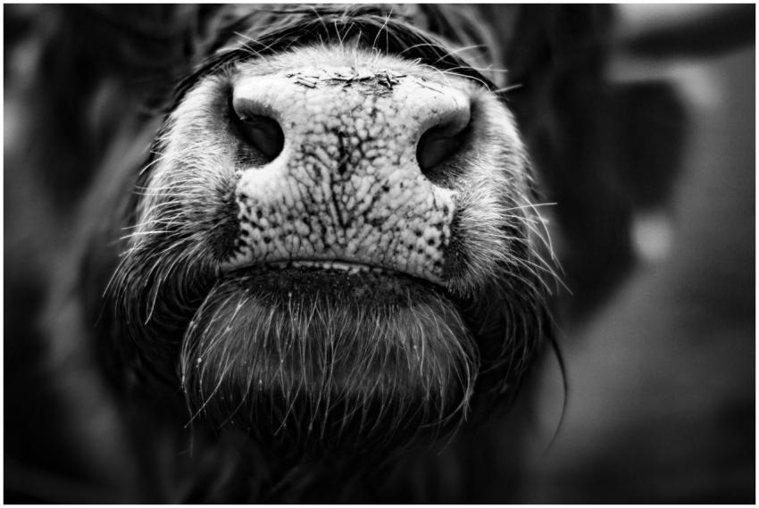 Detailed close-up of a bull's snout in black and w