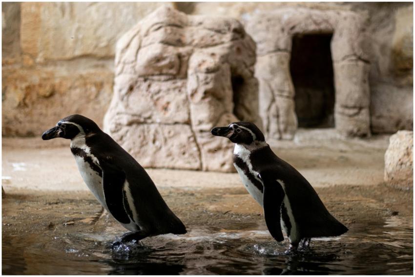 Pair of Humboldt penguins in a zoo, standing in wa