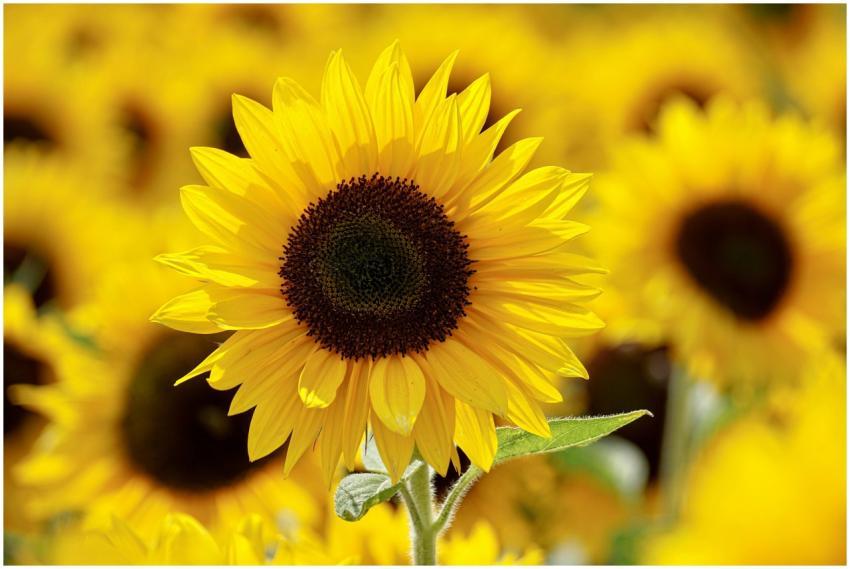 Close-up of a bright sunflower in a sunlit field,