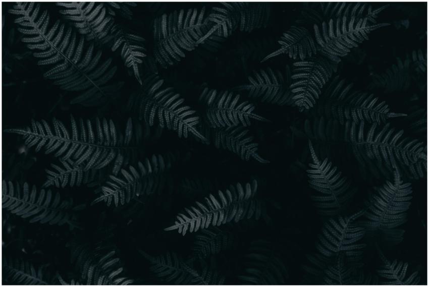 Moody close-up of fern leaves on a dark background