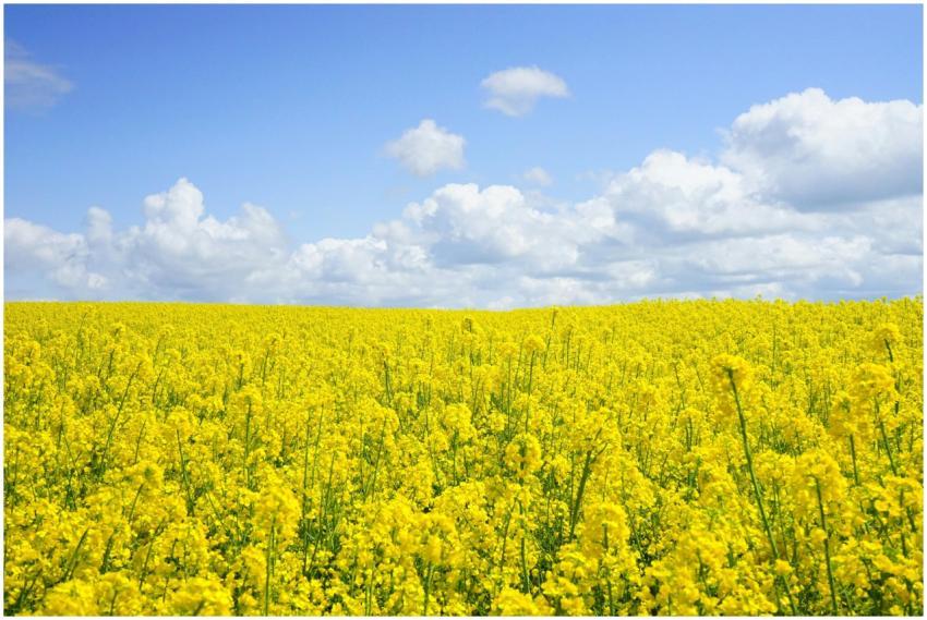 A vast field of blooming yellow mustard flowers un
