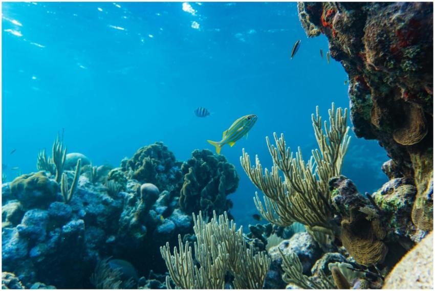 Underwater view of colorful coral reef and marine