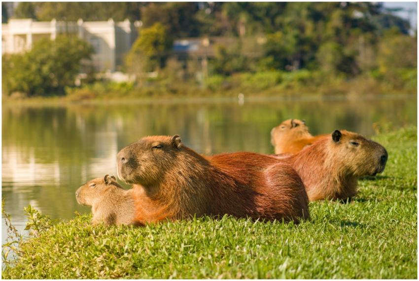 A group of capybaras lounging by a lake in the par
