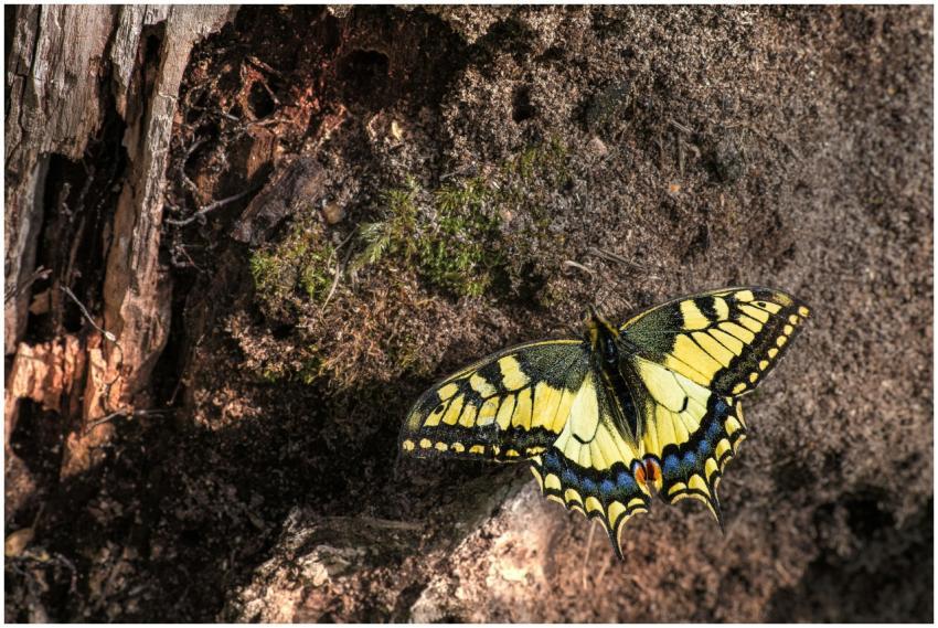 A beautiful yellow and black swallowtail butterfly