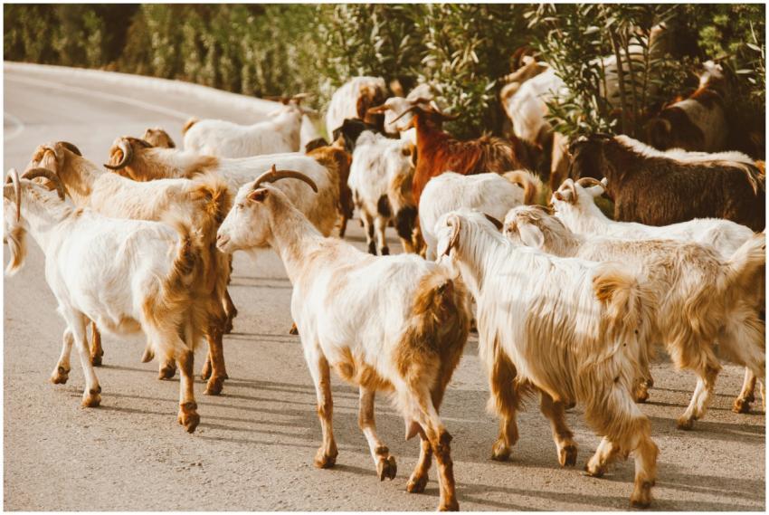 A herd of goats walking on a rural road, captured
