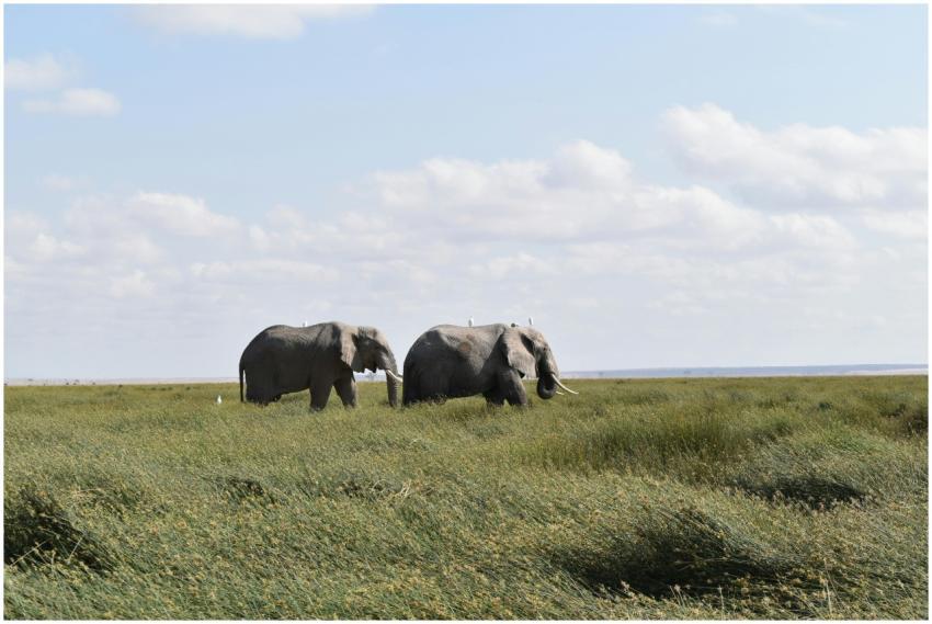Two African elephants roaming the grassy plains in