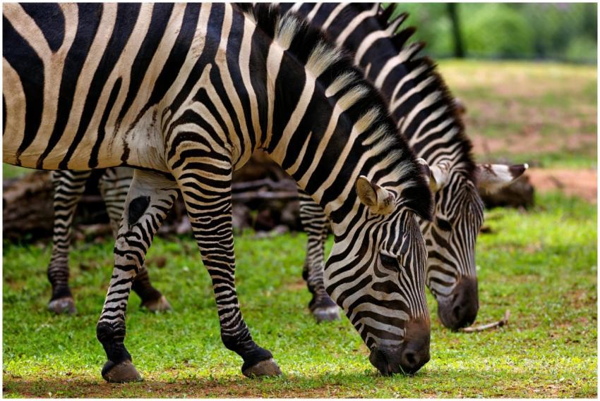 A pair of zebras with striking stripes graze peace