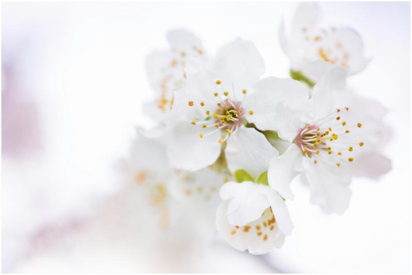 Close-up of white cherry blossoms in full bloom, s