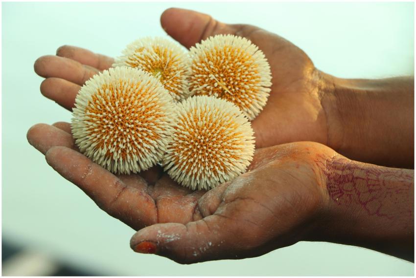 Hands Holding Kadamba Flowers