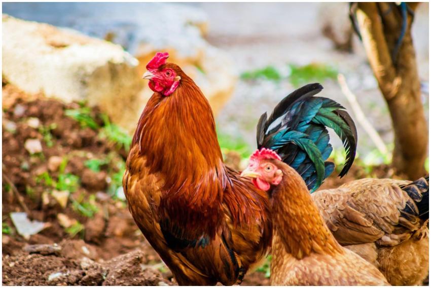 Colorful rooster and hen captured in a rural setti