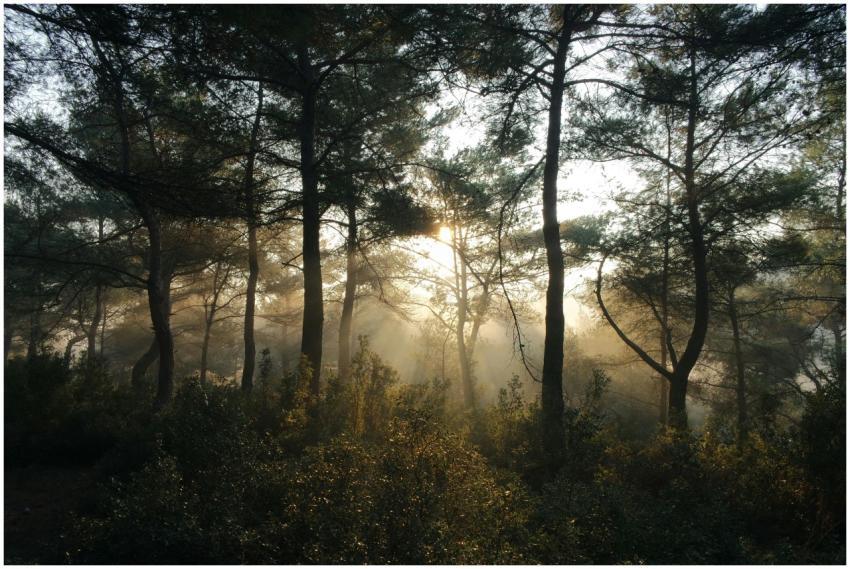 Misty forest scenery with sunbeams filtering throu