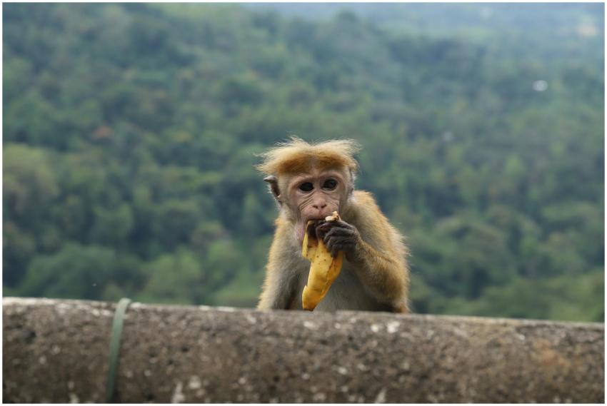A monkey eating a banana on a stone wall with lush