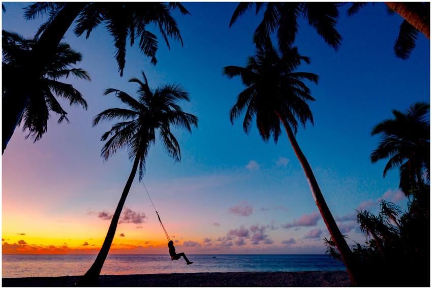 A person on a swing amidst palm trees overlooking