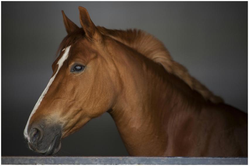 Detailed close-up of a brown horse with a white bl