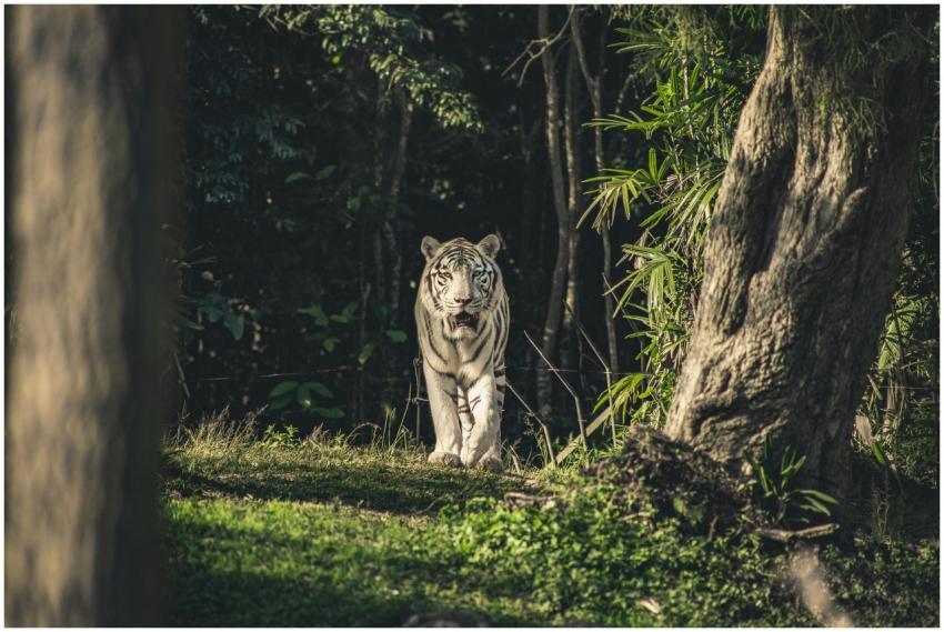 A striking white tiger emerges from the shadowy ju