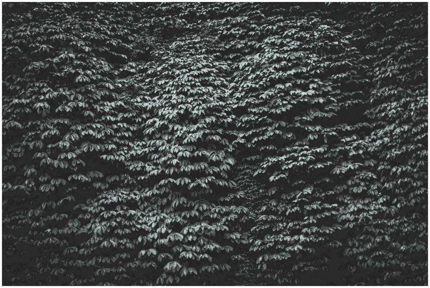 Black and white image of dense foliage creating a