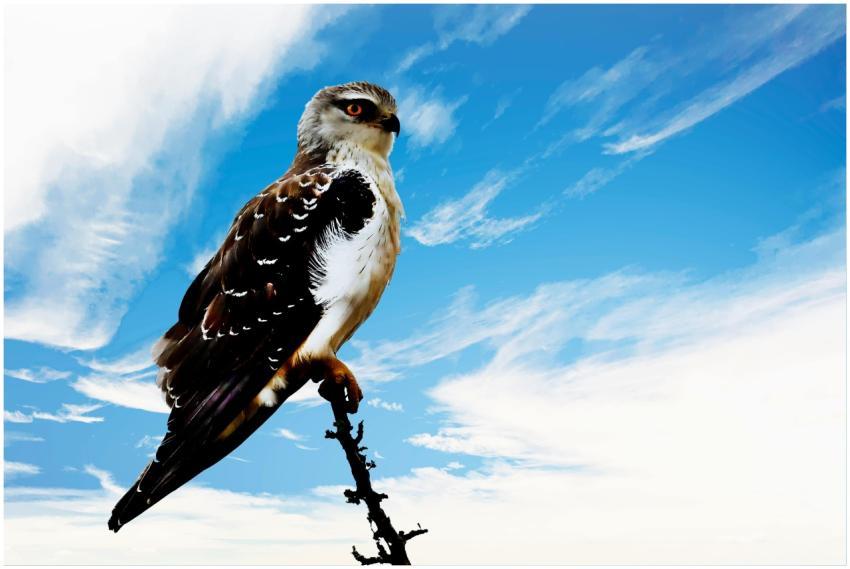 A striking raptor perched on a branch with a vibra