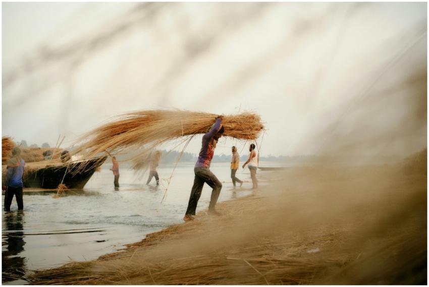 Free stock photo of agriculture, bangladesh, daily