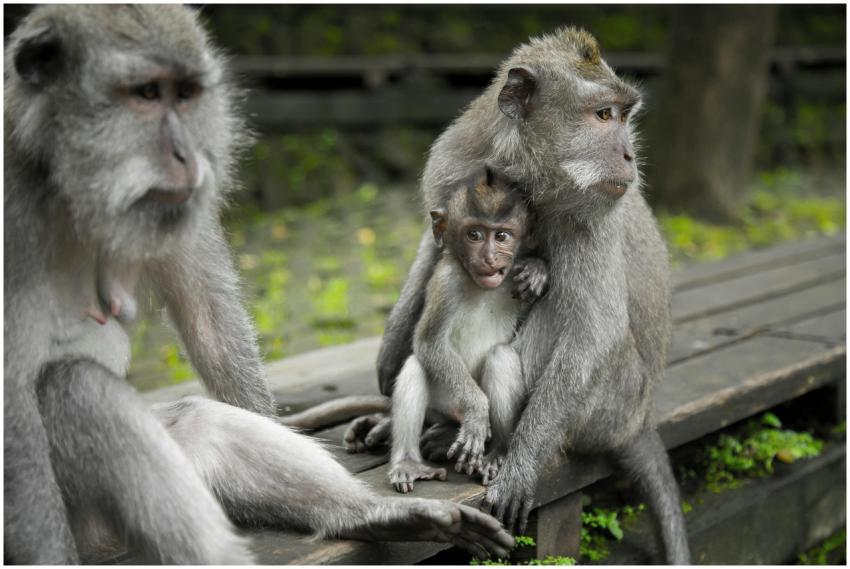 Gray long-tailed macaque family bonding outdoors i