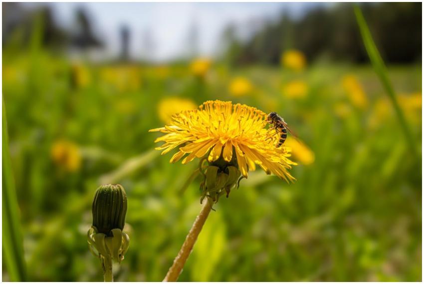 Macro shot of a bee perched on a bright yellow dan