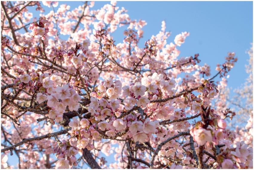 Beautiful cherry blossoms blooming in Shinjuku Cit