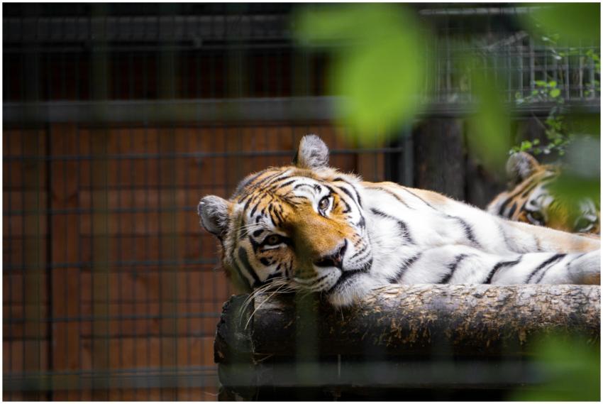 A Bengal tiger rests in a zoo enclosure in Gdańsk,