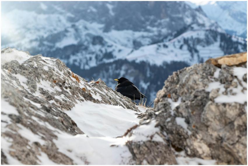 A lone alpine chough perched on snowy rocks with a