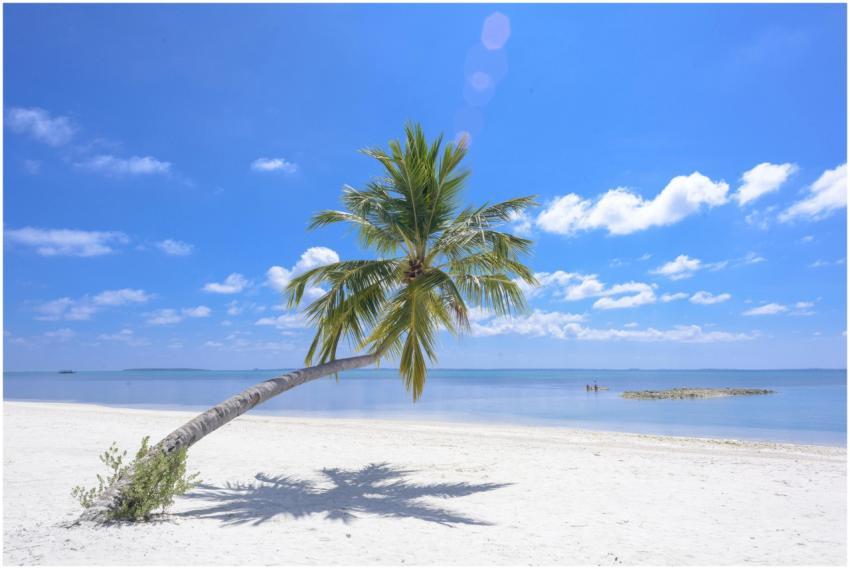 Tropical beach in Maldives with a leaning palm tre