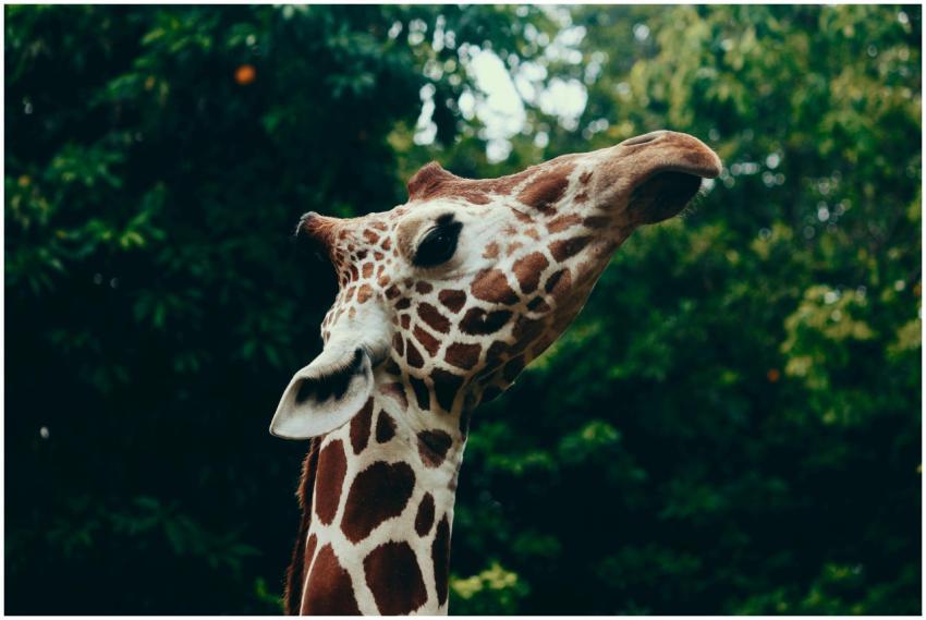 A detailed close-up of a giraffe in a lush, green