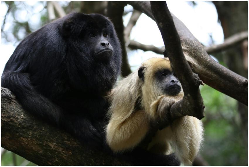 Two howler monkeys resting on a tree branch in a S