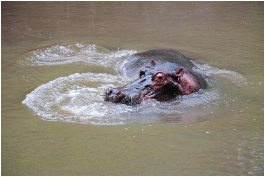 A hippopotamus partially submerged in a river crea