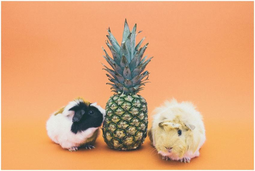 Two cute guinea pigs with a pineapple on a vibrant