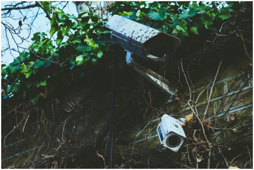 Outdoor surveillance cameras mounted on a vine-cov