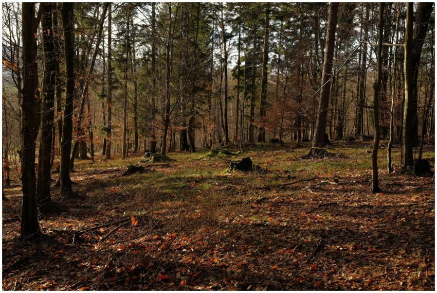 A peaceful autumn forest scene with fallen leaves