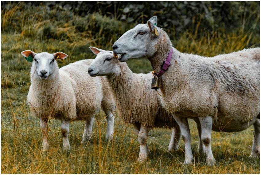 A scenic view of three Merino sheep grazing in a l