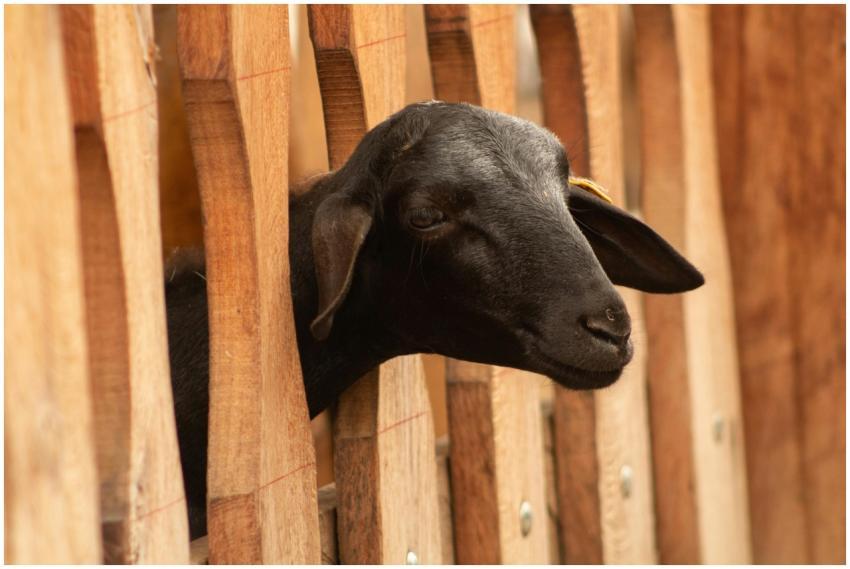 Captivating image of a black goat peering through